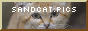 sandcat.pics 88x31